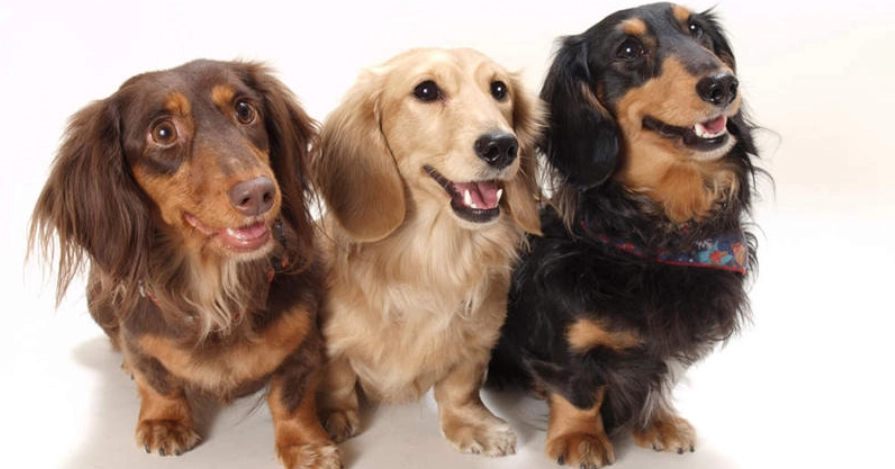 迷你臘腸狗標準體重