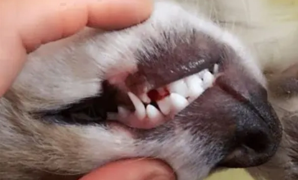狗牙齦炎