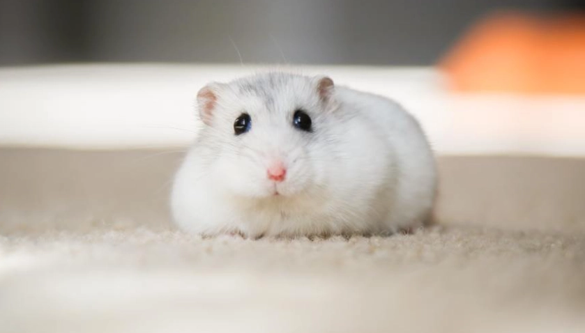 倉鼠快死了怎麼辦