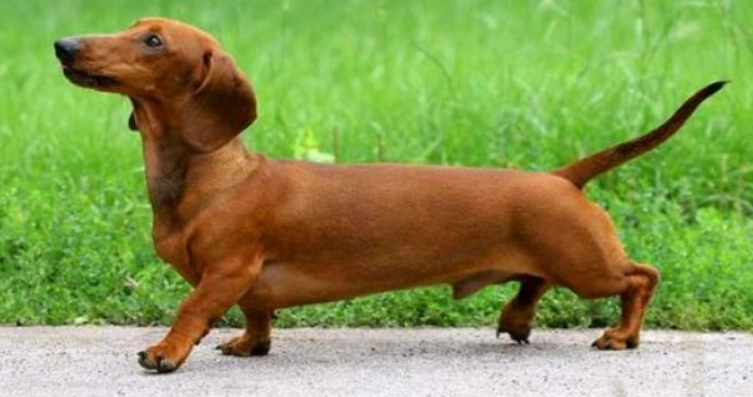 迷你臘腸狗標準體重