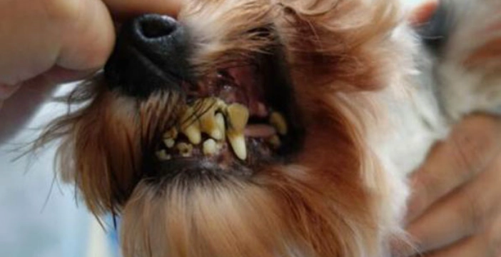 狗狗牙齦流血