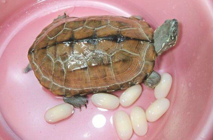 烏龜生蛋前兆完整指南：行為變化與產卵準備全解析