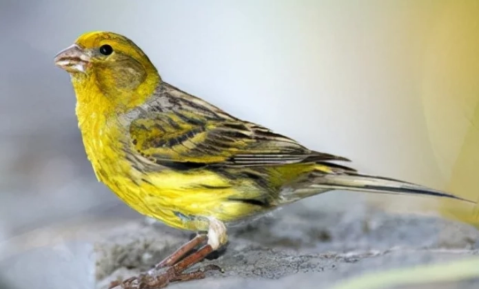野生金絲雀全解析：特徵、飼養與保護指南