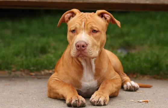 比特犬很兇嗎？真相大公開與飼養全攻略