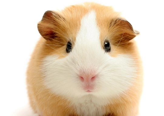 倉鼠不舒服的反應