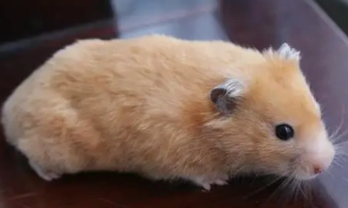 黃金鼠焦慮行為