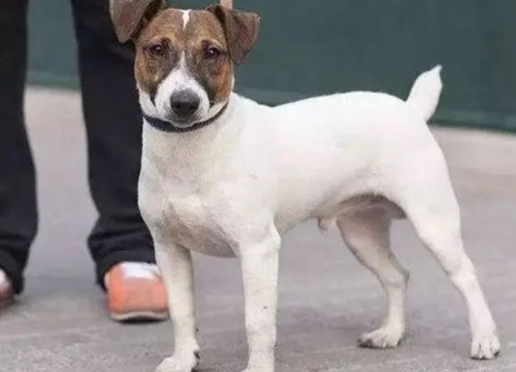 傑克羅素梗犬壽命全解析：如何讓你的小獵犬活得更久更健康