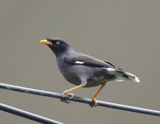 八哥的叫聲練習帶完整指南：訓練技巧與常見問題全解析