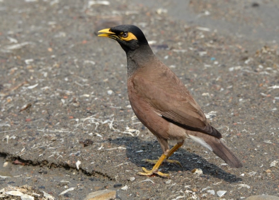 家八哥壽命全解析：從平均壽命到延長陪伴的實用指南