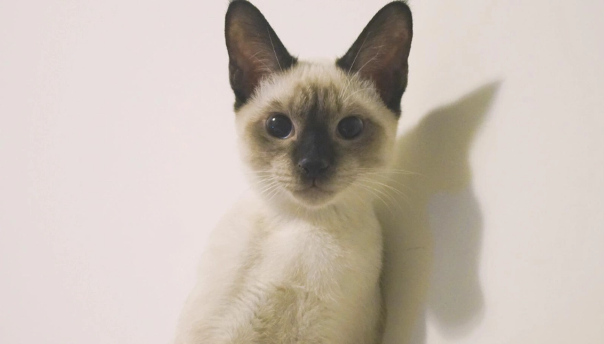 暹羅貓基因缺陷