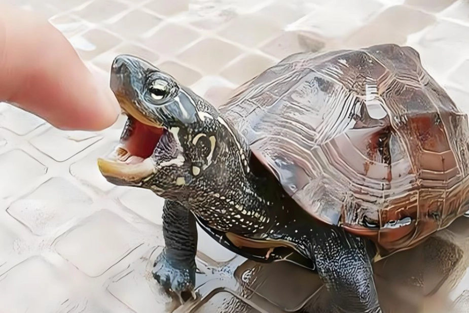 烏龜咬自己的手：原因解析、處理步驟與預防指南