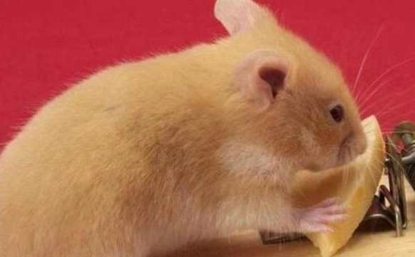 黃金鼠香線黑黑的