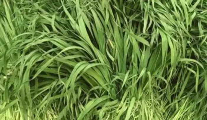 兔子可以吃什麼