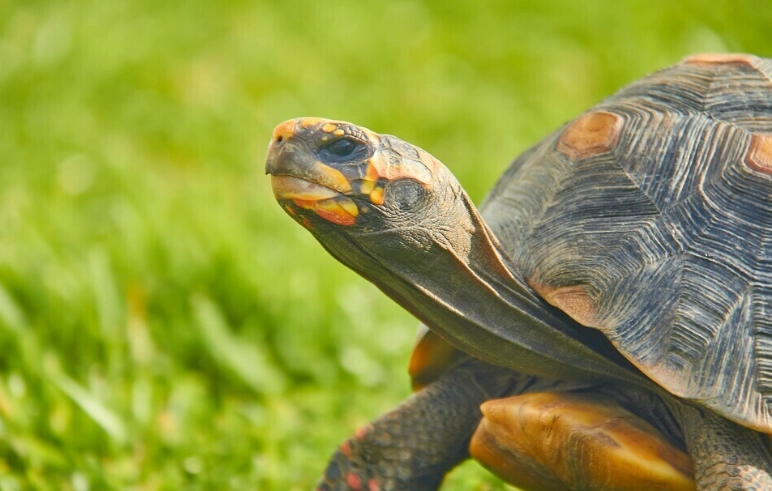 烏龜躁動全攻略：識別原因、症狀與實用解決方法