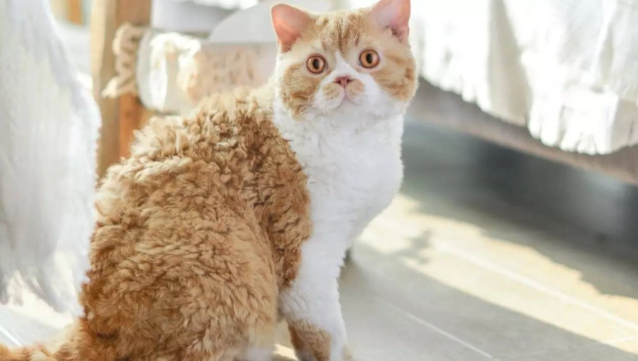 塞爾凱克捲毛貓領養全攻略：品種特點、領養流程與常見問題解答