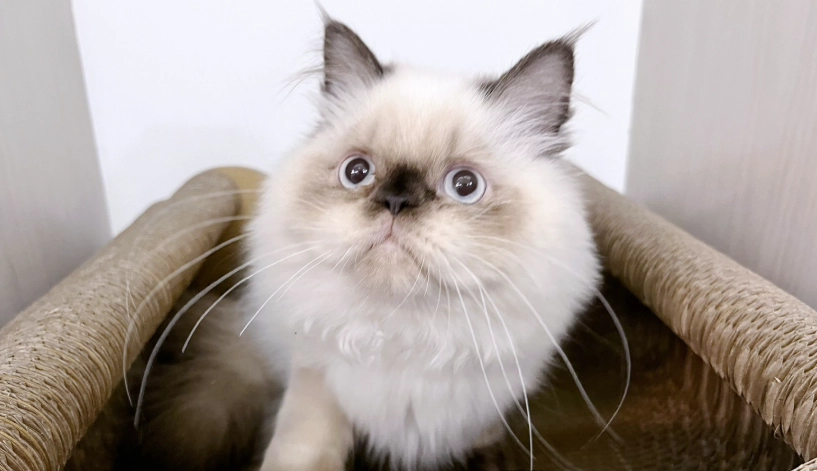 喜馬拉雅貓缺點全解析：養貓前必知的健康問題與護理挑戰