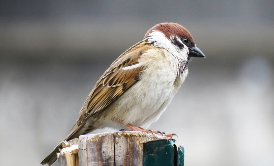 麻雀智商大揭秘：小鳥大腦的驚人智慧與行為科學