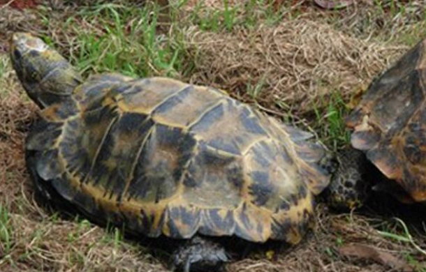 陸龜會咬人嗎？真相揭秘：飼主必讀的咬人原因與預防指南