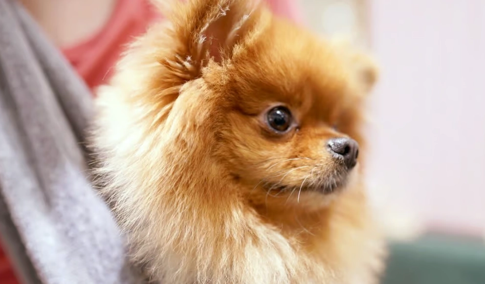 松鼠狗缺點全面解析：10大飼養難題與實用應對策略