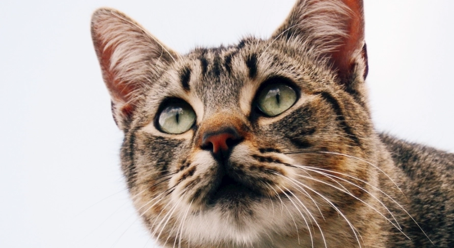 最常見的貓品種