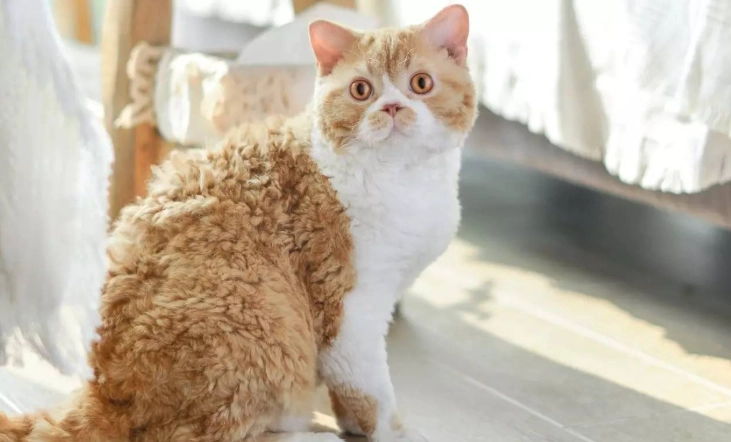 塞爾凱克捲毛貓掉毛全解析：原因、護理與實用解決方案