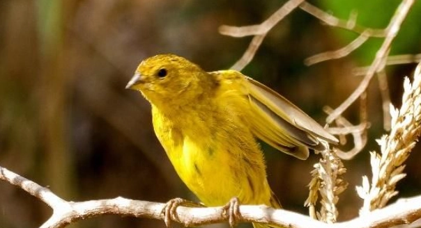 金絲雀叫聲全解析：聽懂你的小鳥在說什麼