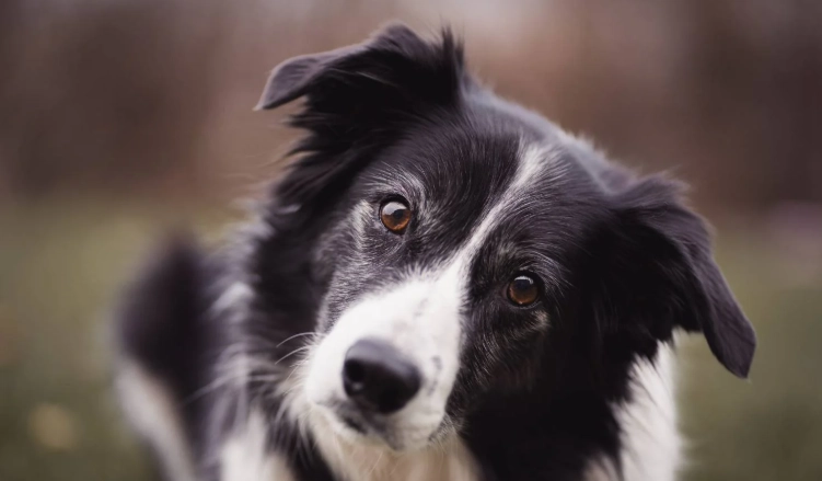 邊境牧羊犬性格
