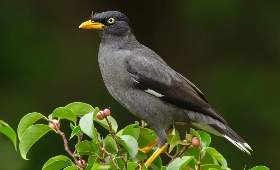 白尾八哥會講話嗎？完整解析說話能力與訓練技巧