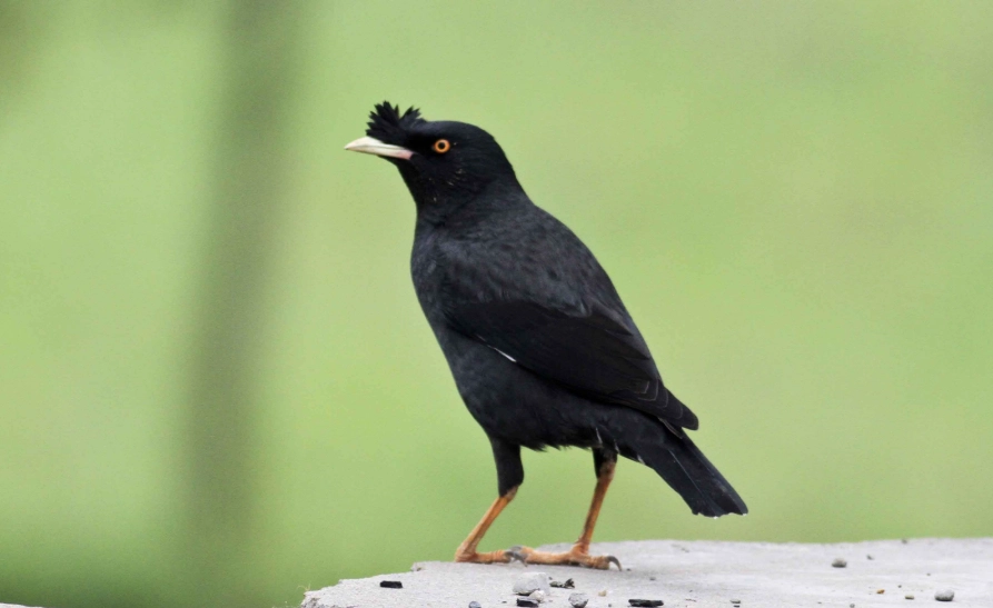 外來八哥吃麻雀真相大解析：生態危機與防治方法全攻略