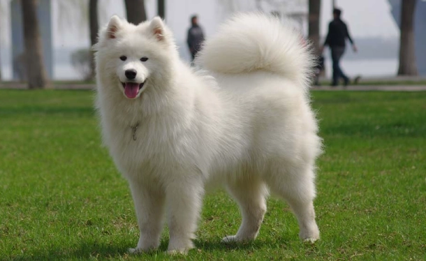 薩摩耶犬領養完整指南：從評估到照顧的實用步驟