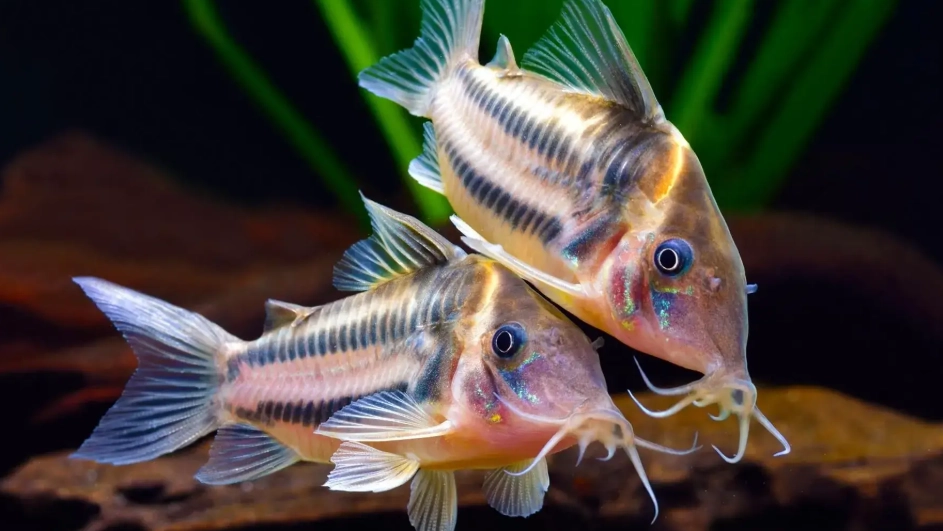 鼠魚圖鑑完整指南：從種類介紹到飼養秘訣，解決所有疑難雜症