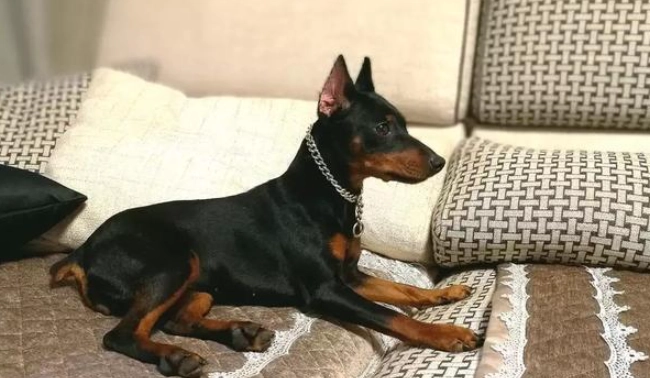 迷你杜賓壽命全攻略：從平均年齡到延長秘訣的完整指南