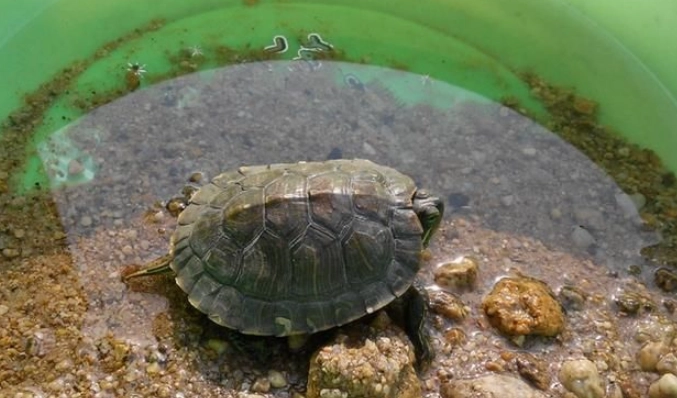 烏龜嚇尿怎麼辦？專業解析龜類應激反應與處理方法