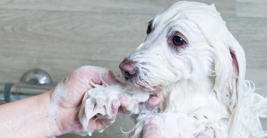 贵宾狗多久洗一次澡