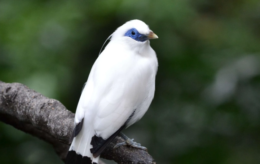 八哥白色全攻略：稀有白色八哥鳥飼養指南、健康照護與常見疑問解答