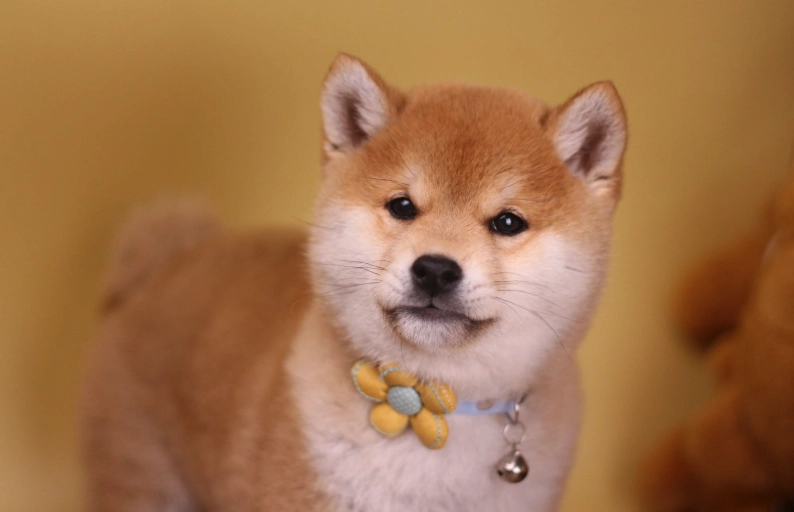 麒麟尾狗全攻略：特徵、品種、健康與飼養指南