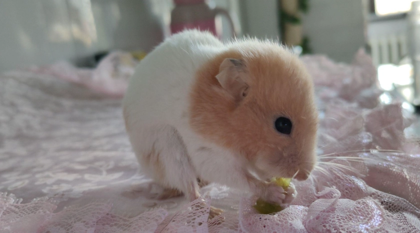 倉鼠老了的症狀