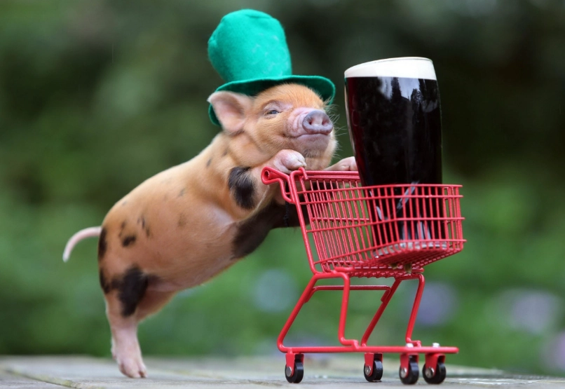 迷你豬長大真相：揭開品種秘密、飼養陷阱與成長全指南