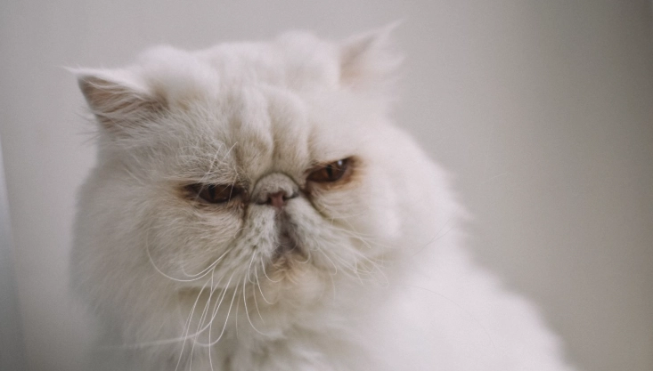 喜馬拉雅貓短毛