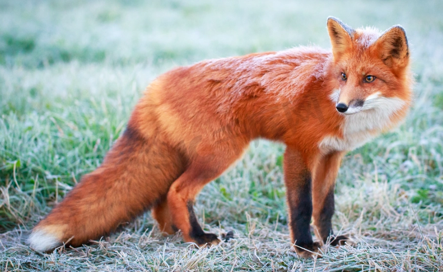 狐狸智商全解析：從科學實驗到行為觀察的深度探討