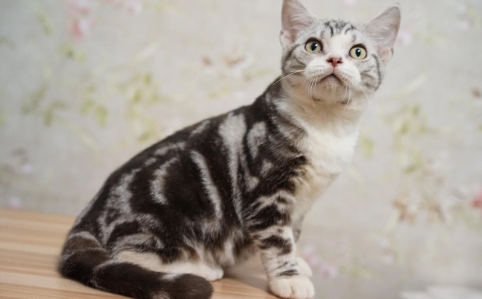 美國短毛貓英國短毛貓終極比較指南：外觀性格健康全解析