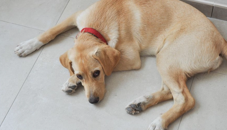 老狗四肢無力怎麼辦？完整指南解析原因、治療與居家照護