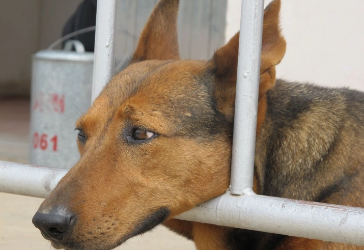 狗狗後腳無力按摩全攻略：解決毛孩行動問題的實用技巧