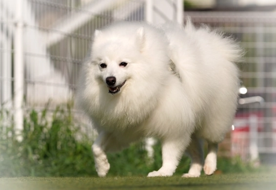 狐狸狗差別全解析：外觀、習性、飼養注意事項一次看懂