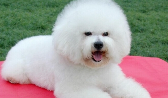 迷你比熊犬體重