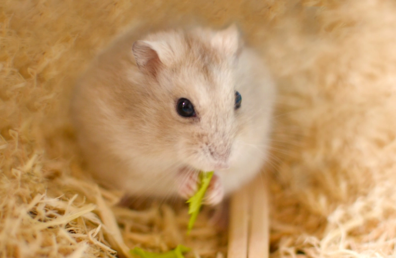 倉鼠可以養在一起嗎