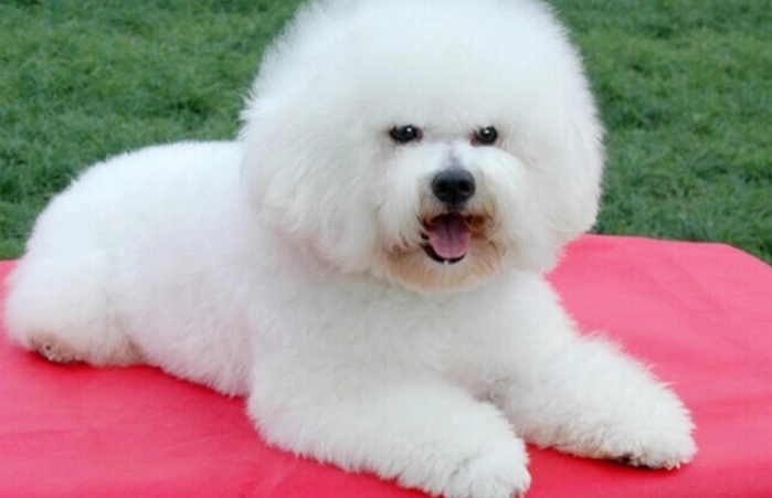 貴賓比熊完整指南：飼養秘訣、護理要點與常見問題解答