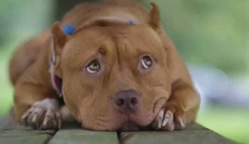 比特犬英文全攻略：Pit Bull名稱由來、品種區分與飼養秘訣