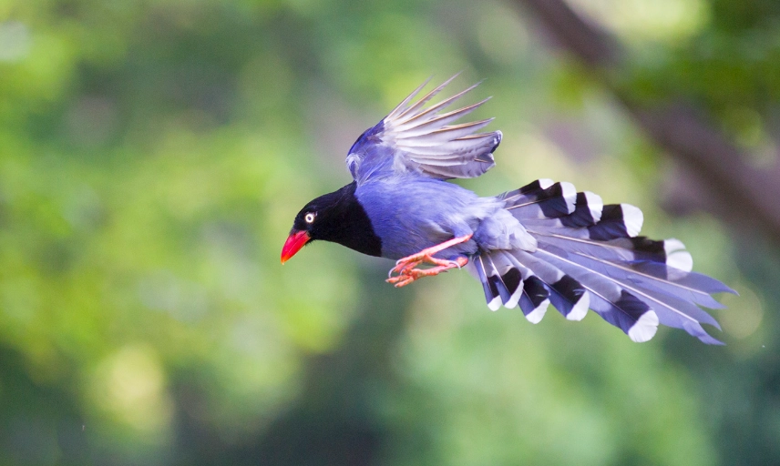 台灣鳥類特有種