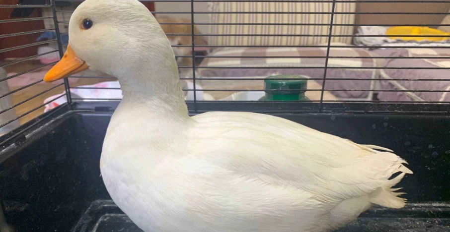 鴨子寵物 鴨子寵物